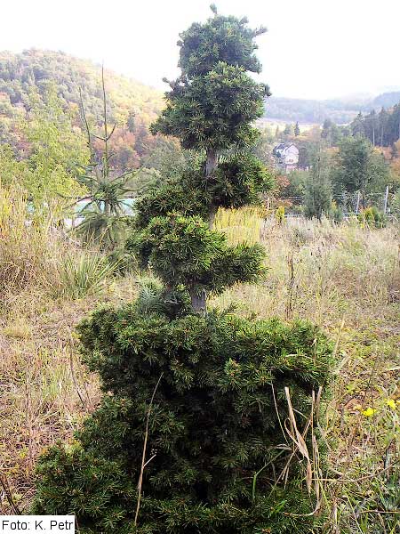 Picea abies 'Mw Libverda' /Smrk ztepilý/