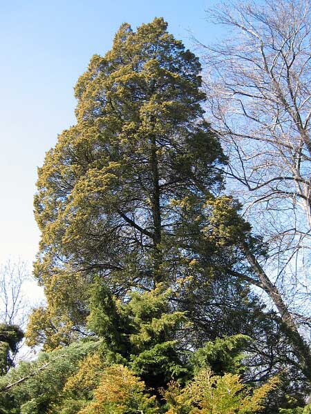 Juniperus chinensis /Jalovac čínský/