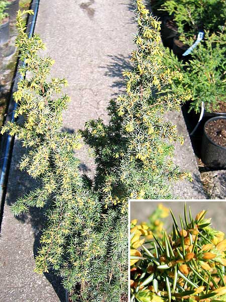 Juniperus communis 'Gold Machangel' /Jalovec obecný/