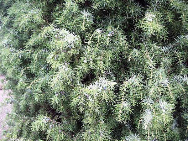 Juniperus communis 'Laxa' /Jalovec obecný/