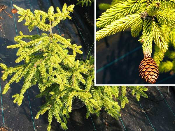 Picea abies Acrocona  /Smrk ztepilý/