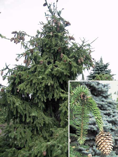 Picea abies Acrocona  /Smrk ztepilý/