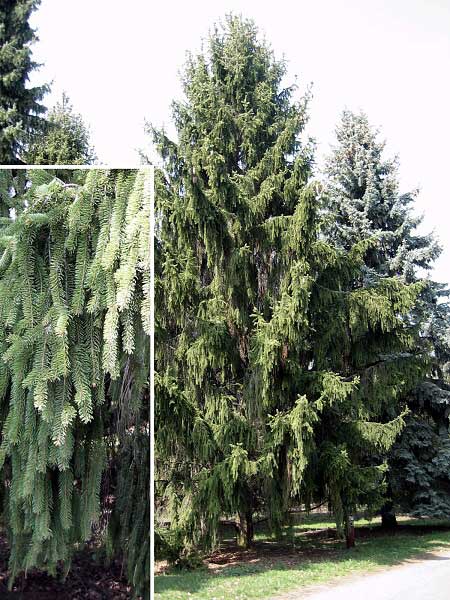 Picea abies 'Magnifica'  /Smrk ztepilý/