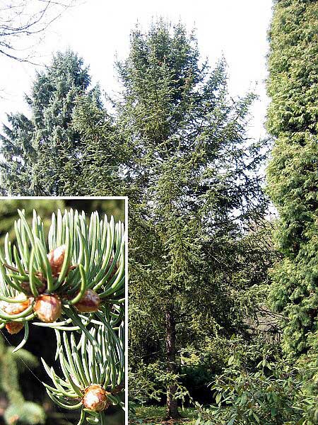 Picea asperata var. notabilis /Smrk štětinatý/