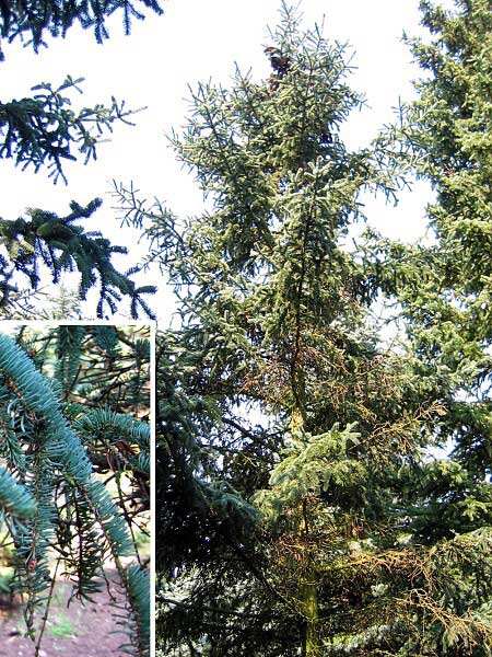 Picea glauca 'Coerulea'  /Smrk bílý/