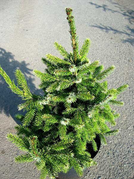 Picea omorica 'Egaudsent'  /Smrk omorika/