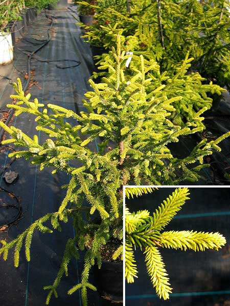 Picea orientalis 'Aurea'  /Smrk východní/