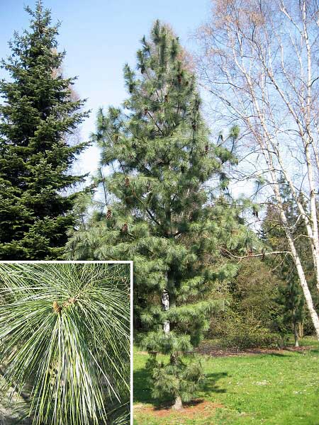 Pinus ayacahuita /Borovice mexická/