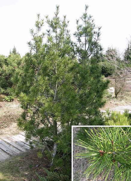 Pinus bungeana /Borovice Bungeova/