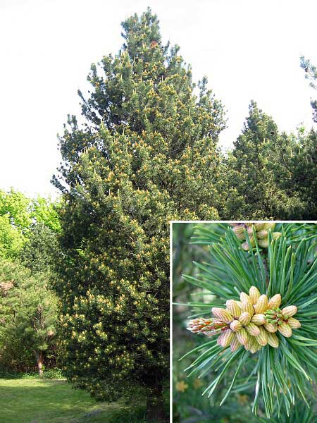 Pinus contorta var. murrayana  /Borovice pokroucená/