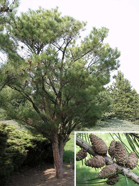 Pinus densiflora 'Tagyosho'  /Borovice hustokvětá/