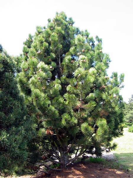 Pinus heldreichii  /Borovice Heldreiova/
