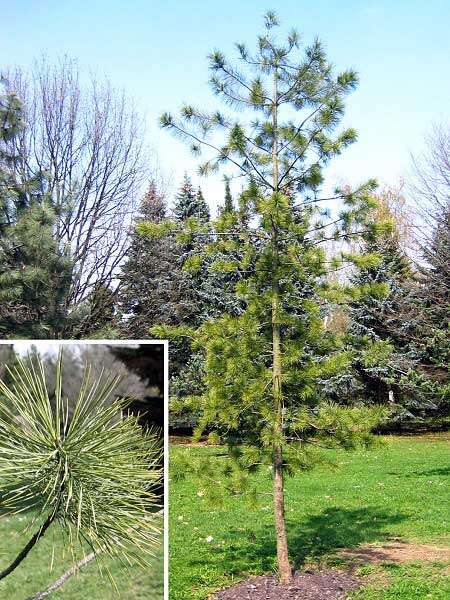 Pinus koraiensis  /Borovice korejská/