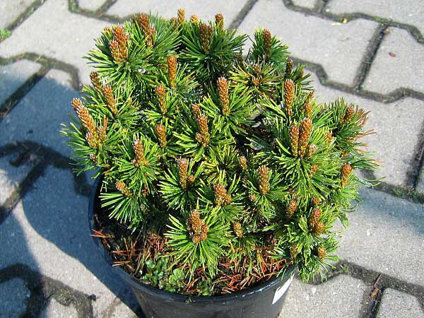 Pinus mugo 'Ophir'  /Borovice kleč/