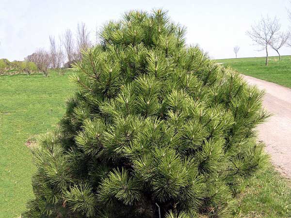 Pinus nigra 'Nana'  /Borovice černá/