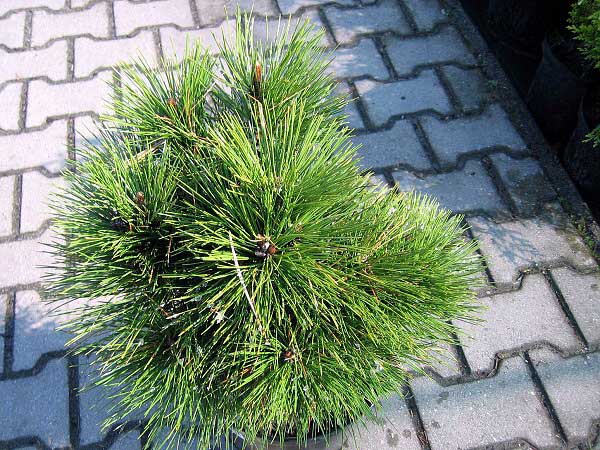 Pinus nigra 'Pyramidalis'  /Borovice černá/