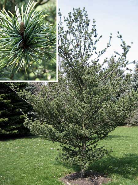 Pinus parviflora 'Saphir' /Borovice drobnokvětá/