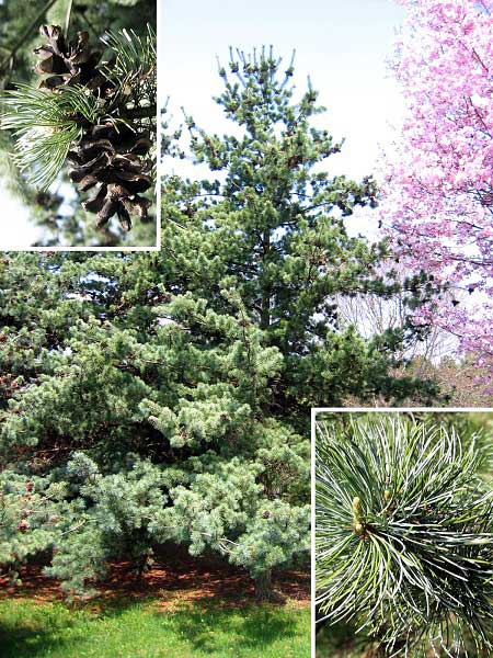 Pinus parviflora 'Tempelhof'  /Borovice drobnokvětá/