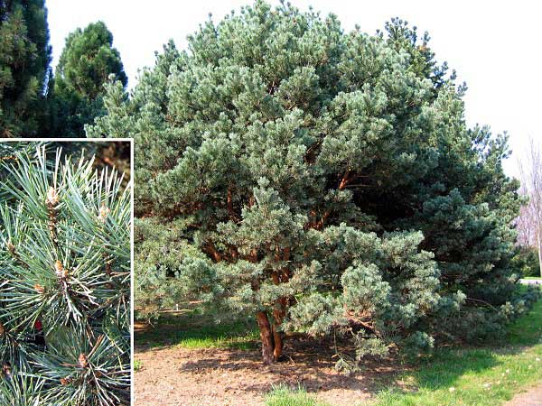 Pinus silvestris 'Watereri' /Borovice lesní/