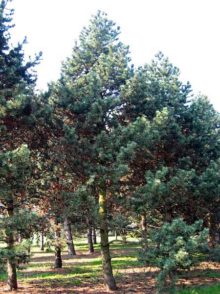 Pinus uncinata /Borovice blatka/