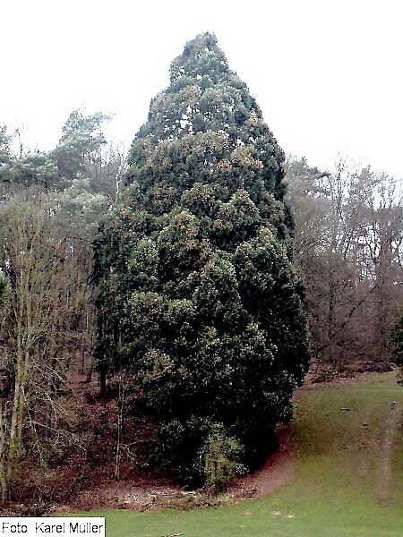 Sequoiadendron giganteum /Sekvojovec obrovský/