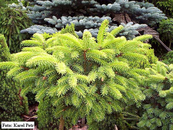 Picea abies 'Katka'  /Smrk ztepilý/