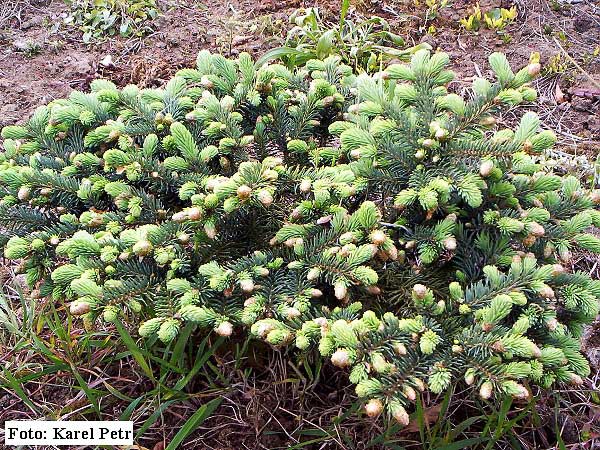 Picea pungens 'Nidiformis'  /Smrk pichlavý/