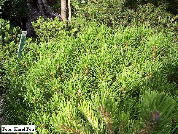 Pinus mugo 'Dolomity'  /Borovice kleč/
