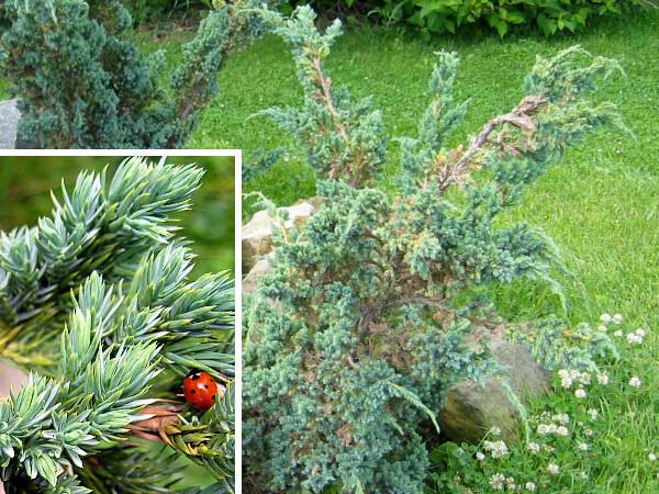 Juniperus squamata 'Meyeri'  /Jalovec šupinatý/