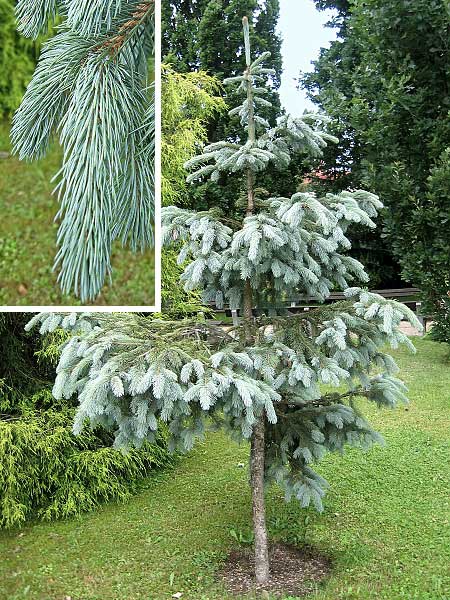 Picea pungens 'Glauca Pendula'  /Smrk pichlavý/
