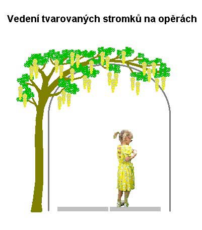 Vedení stromků po opěře /K stránce o Tvarování dřevin/