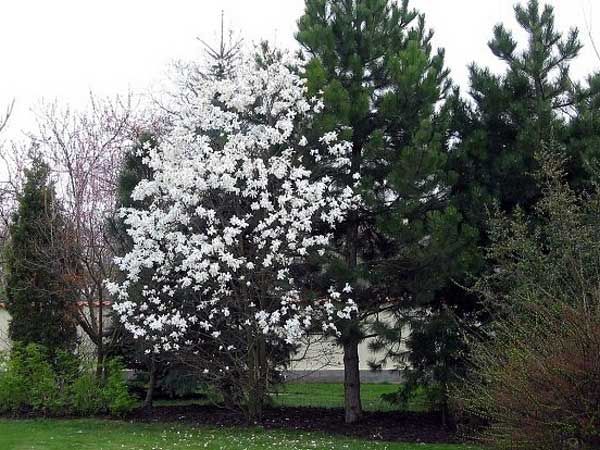Magnolia stellata /Šácholan hvězdokvětý/