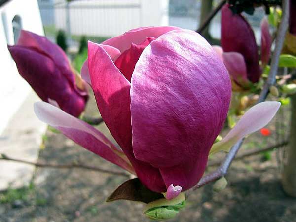 Magnolia x soulangiana 'Lennei'  /Šácholan Soulangeův/